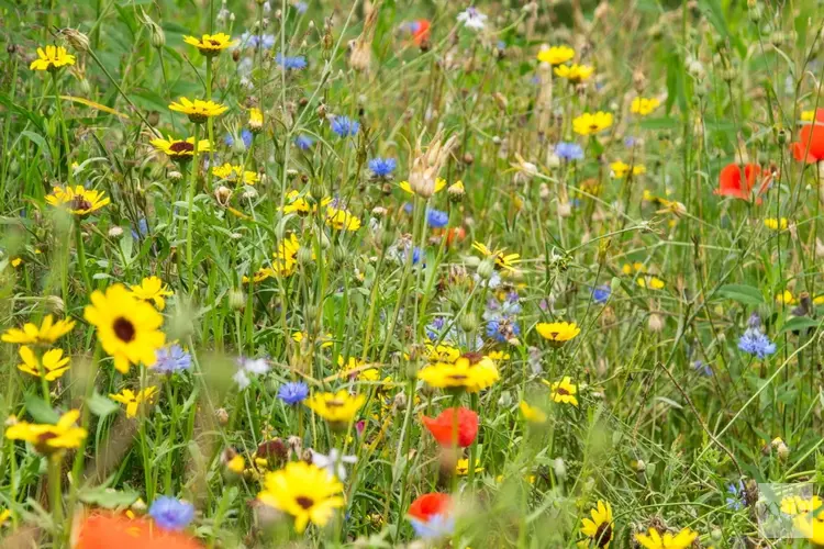 Groenwerkzaamheden Haskerveldweg in Joure: kleurrijk bloemenlint voor bijen, vlinders en vogels