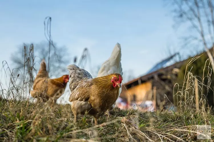 Vogelgriep vastgesteld in Tjerkgaast (provincie Friesland)